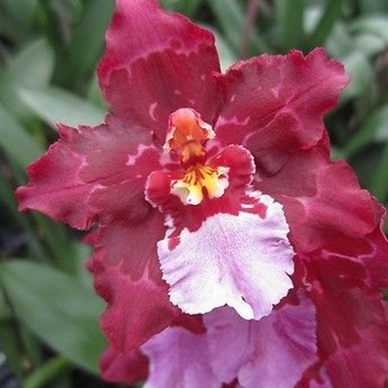 Wils. Lisa Devos 'Burgundy'