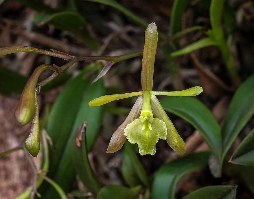 Epi. magnoliae x Rth. Young-Min Orange