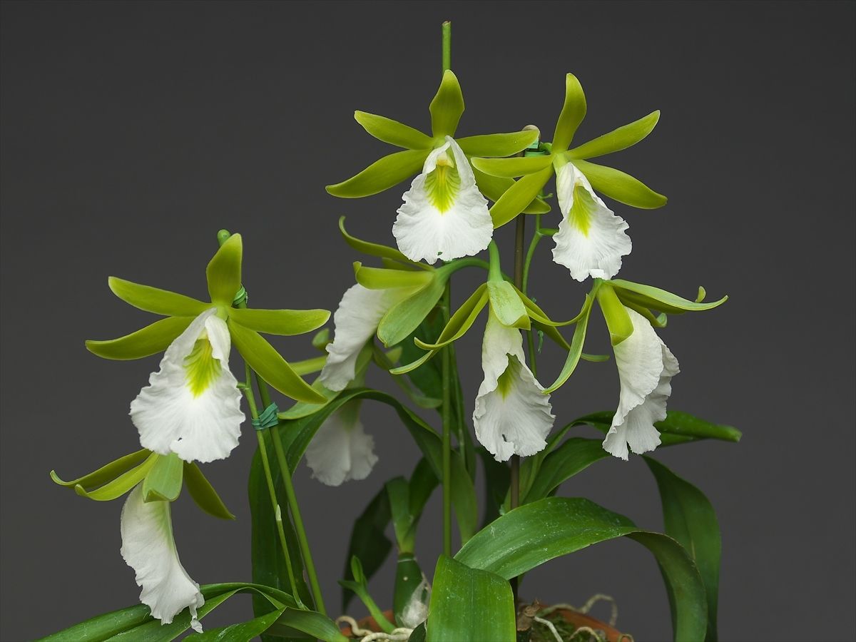 Prosthechea mariae x sib