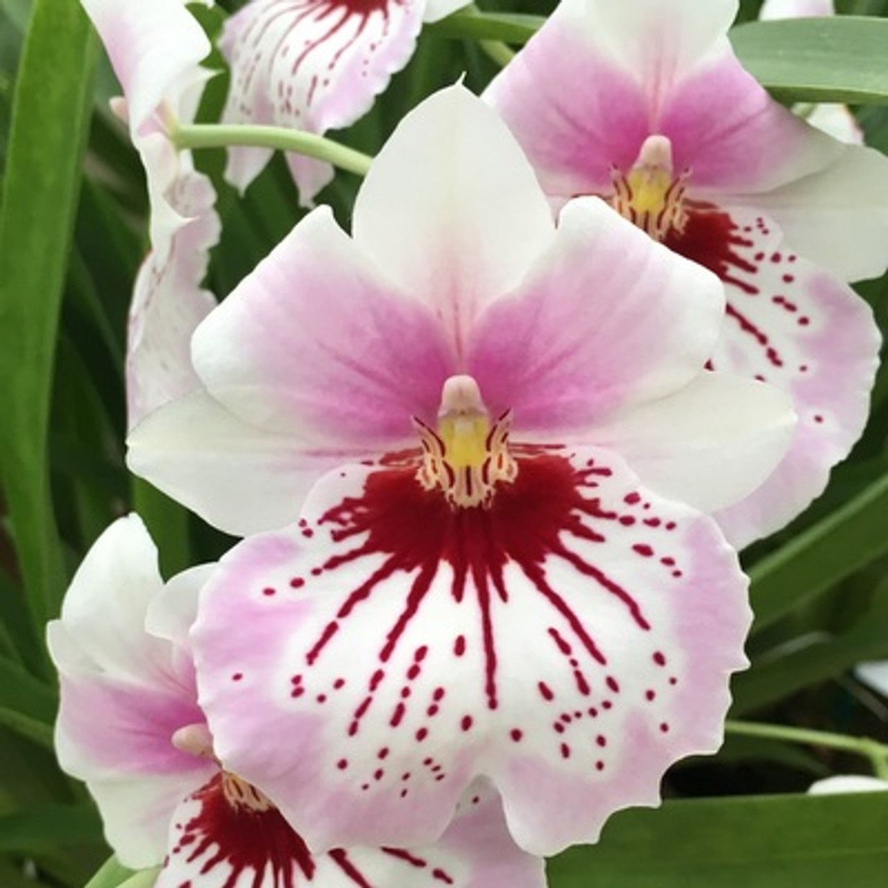Milt. Maui Mist 'Golden Gate'
