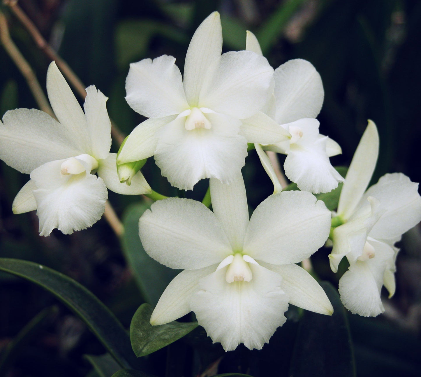 Ctna. Maui Maid 'December Bride'