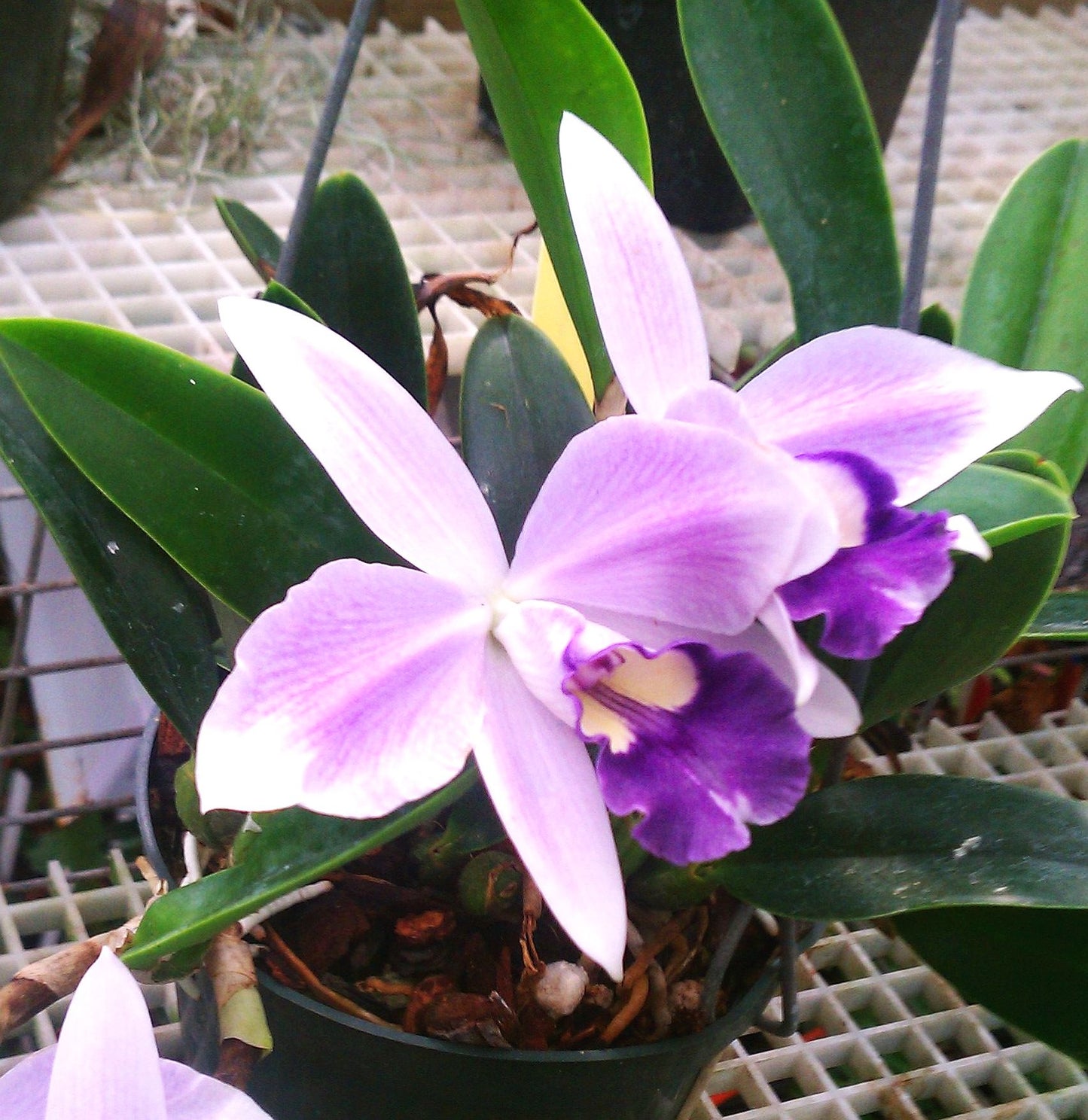 Lc. Mini Symphony 'Elfin Blue'