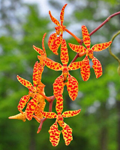Ren. monachica (Golden Gate Strain x 'Henry Shaw')