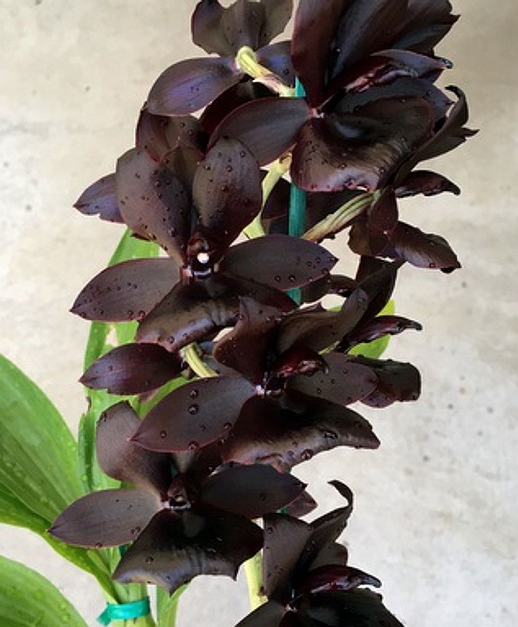 Monn. Millennium Magic 'Witchcraft'