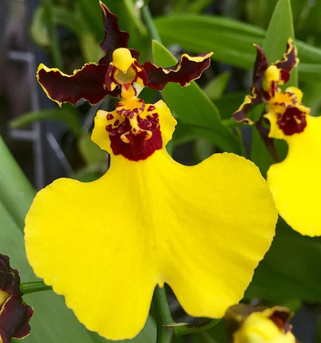 Onc. Moonshadow 'Tiger Tail'