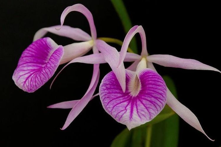 Bl. Morning Glory (B. nodosa 4N x C purpurata 4N)