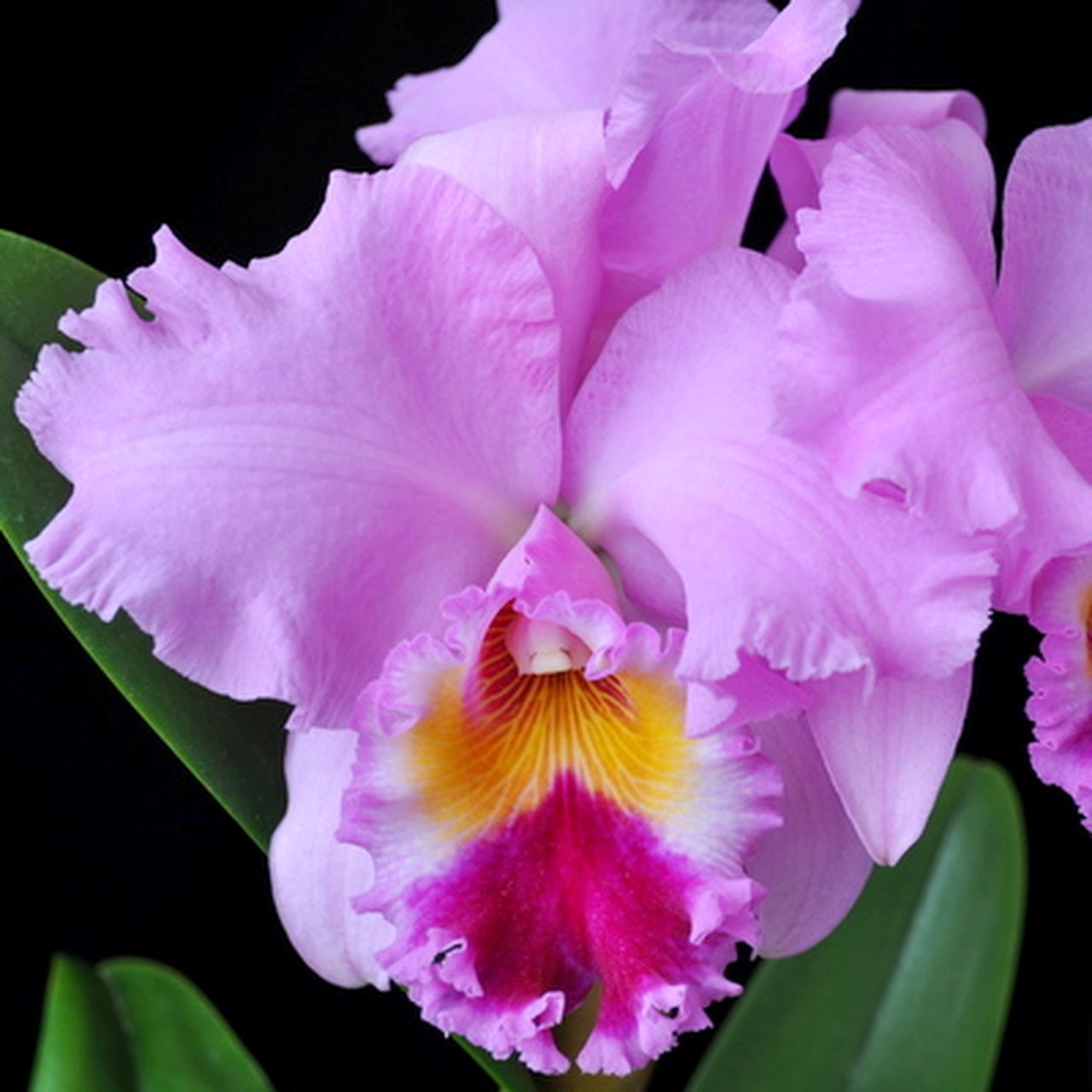 Rlc. Nana Honda 'Volcano Queen'