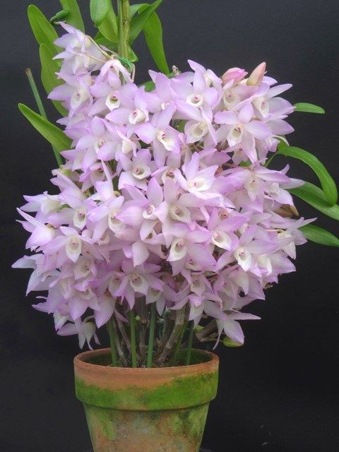 Den. Asian Bride x Den. Omokage