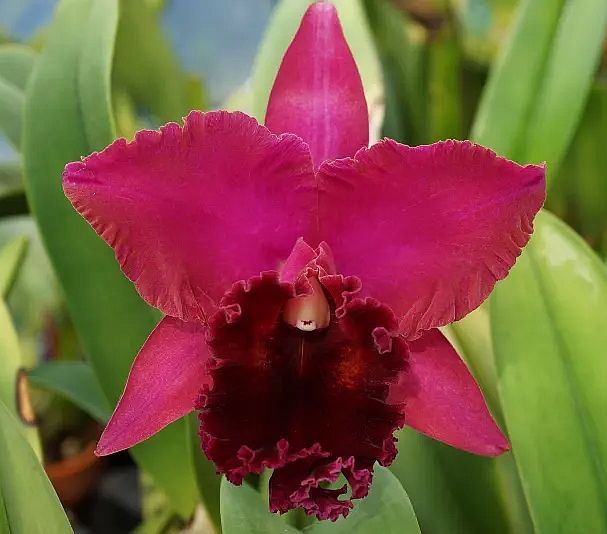 Blc. Owen Holmes 'Cloud Forest'