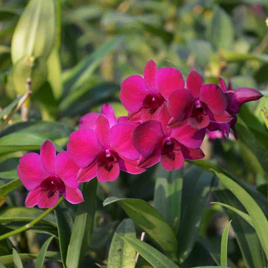 Den. Panama Red