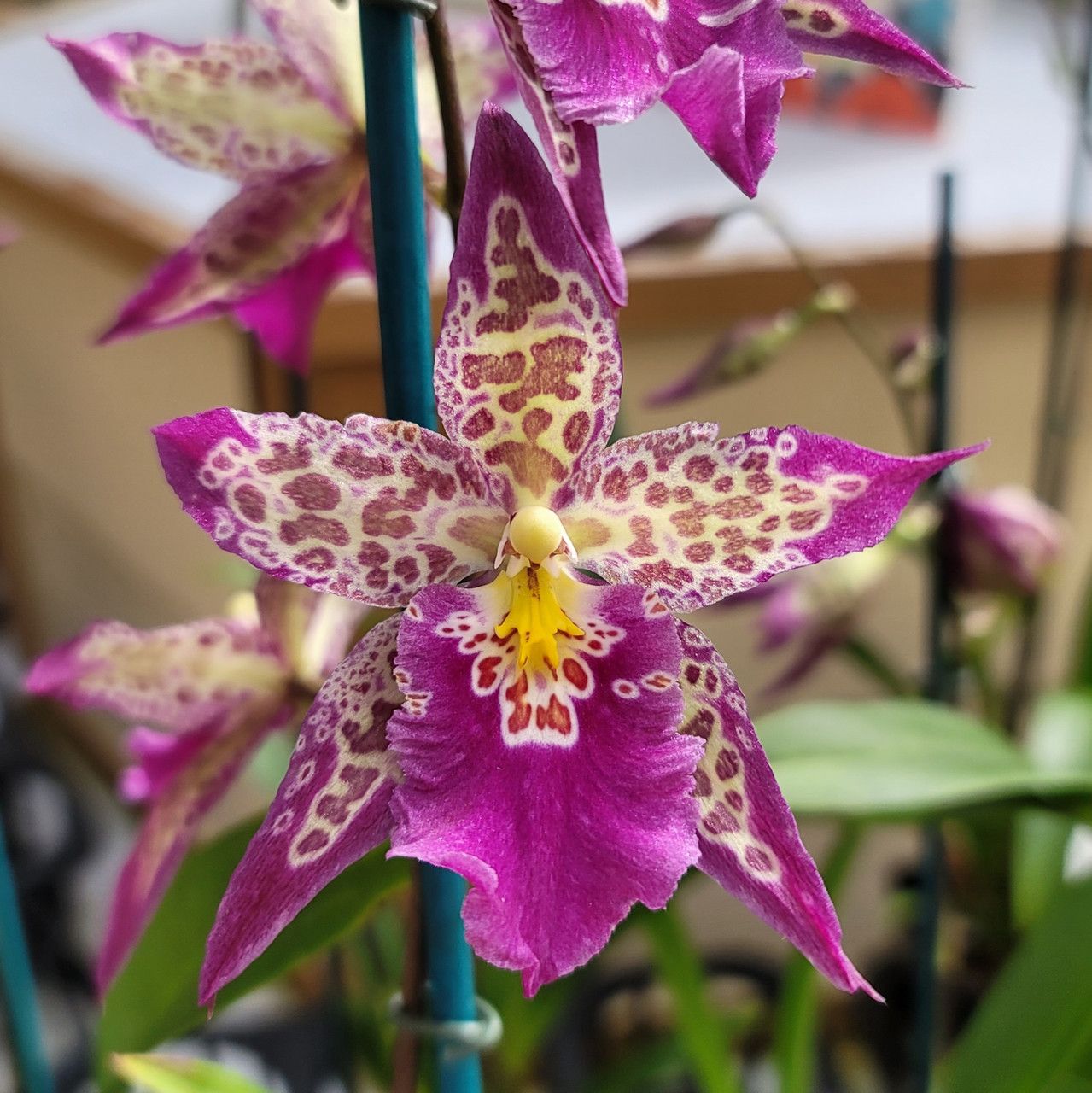 Alcra. Patricia McCully 'Treated'