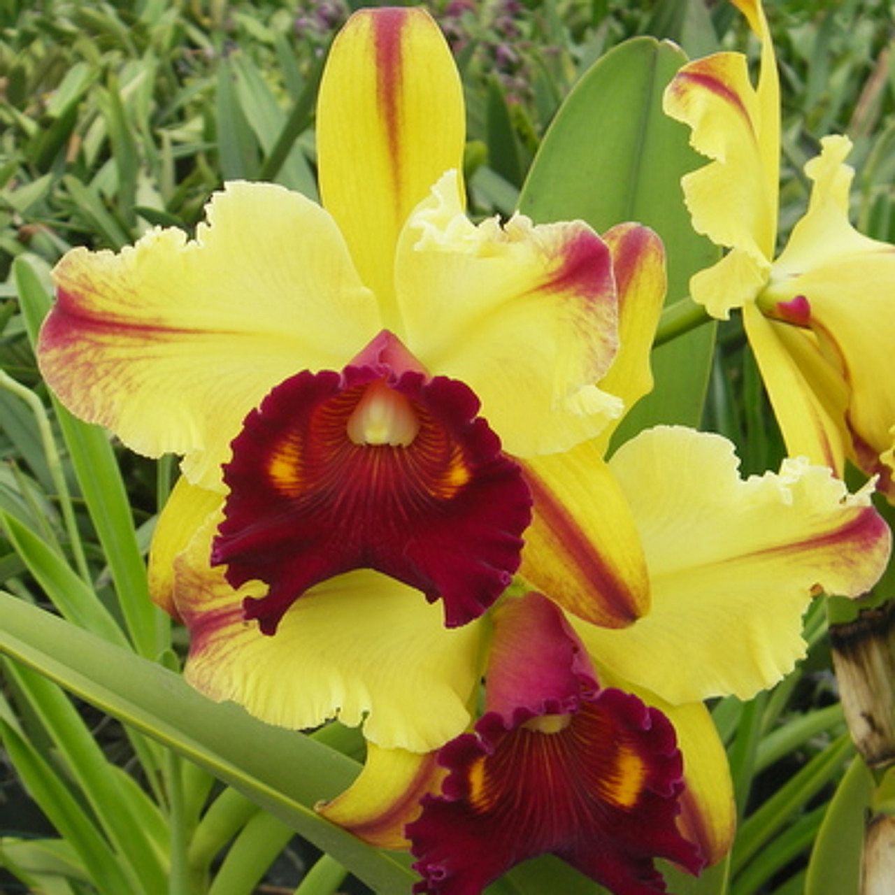 Blc. Toshie Aoki 'Pizazz'