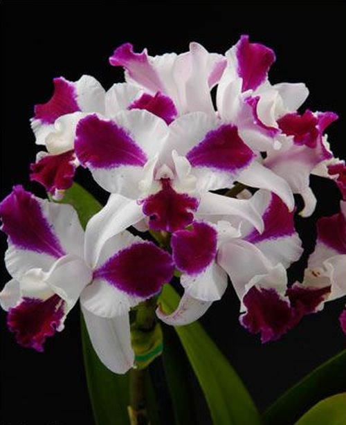 Lc. Purple Cascade