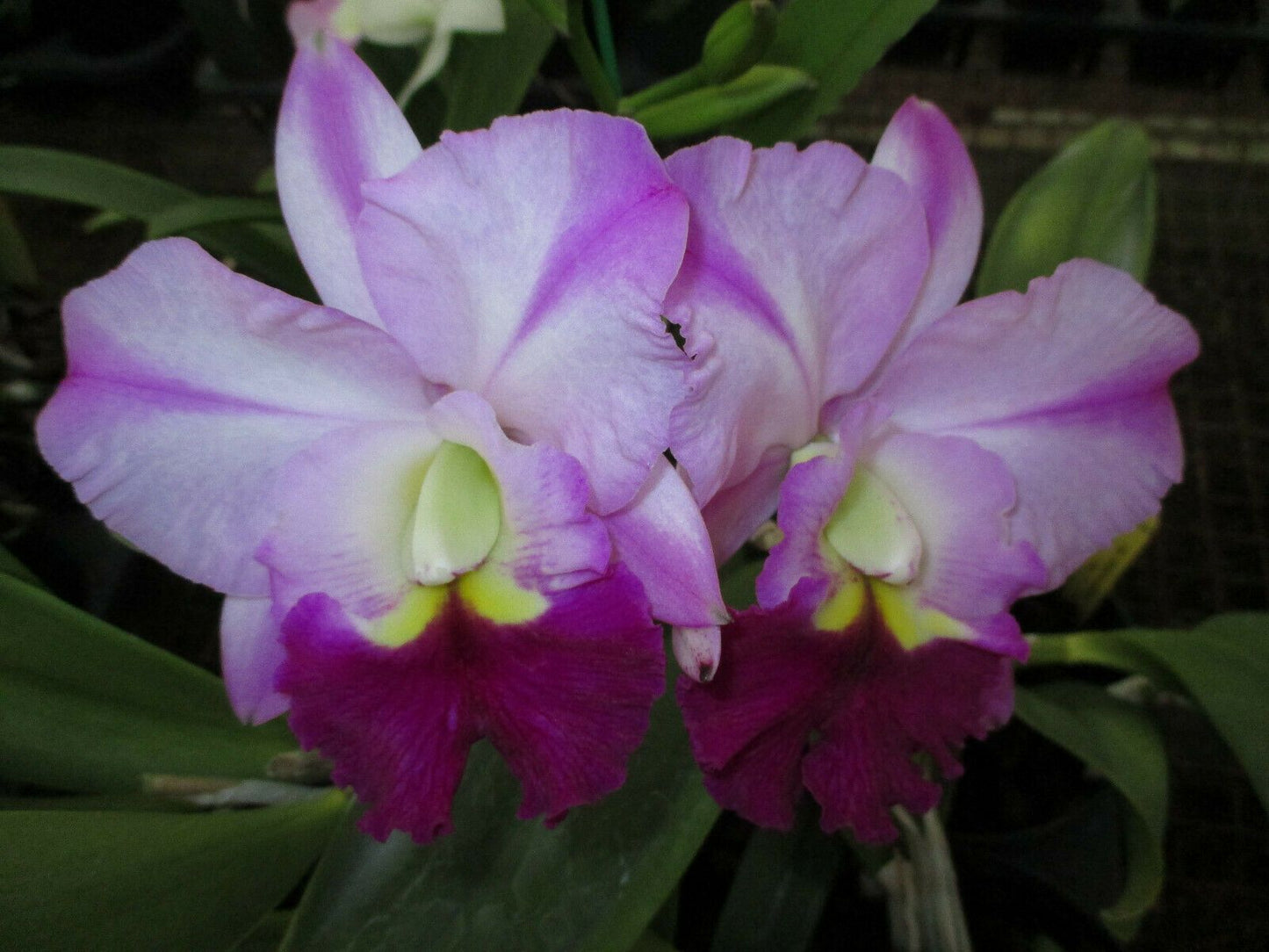 Blc. Roberts Choice 'Dee'