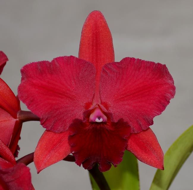 C. Rubescence 'Exotic Garnet' x Ctt. Trick or Treat 'Valley Isle'