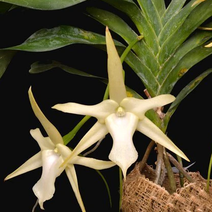 Angraecum sesquipedale var. angustifolium x self