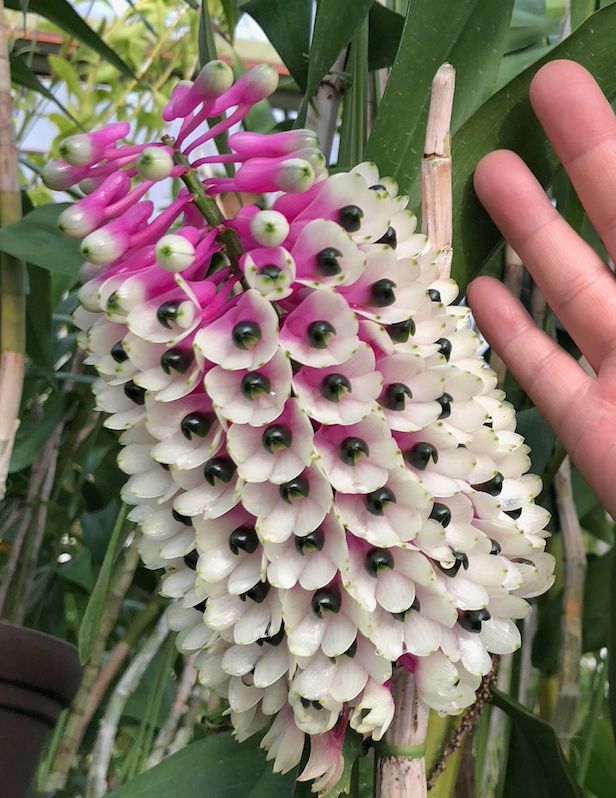 Den. smillieae