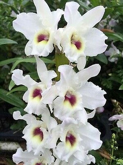 Den. Snow Fancy