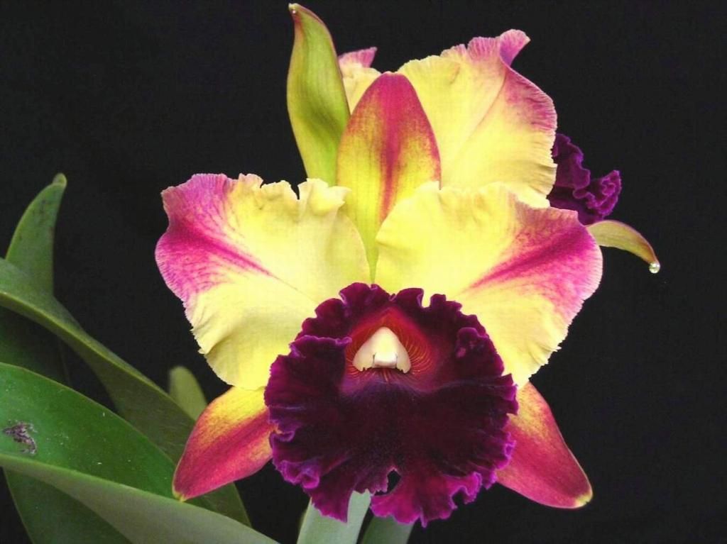 Blc. Toshie Aoki 'Starburst'