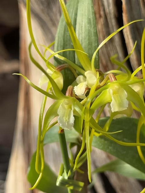 Dendrobium tetragonum album x sib