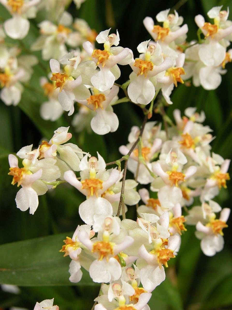 Onc. Twinkle 'Fantasy'