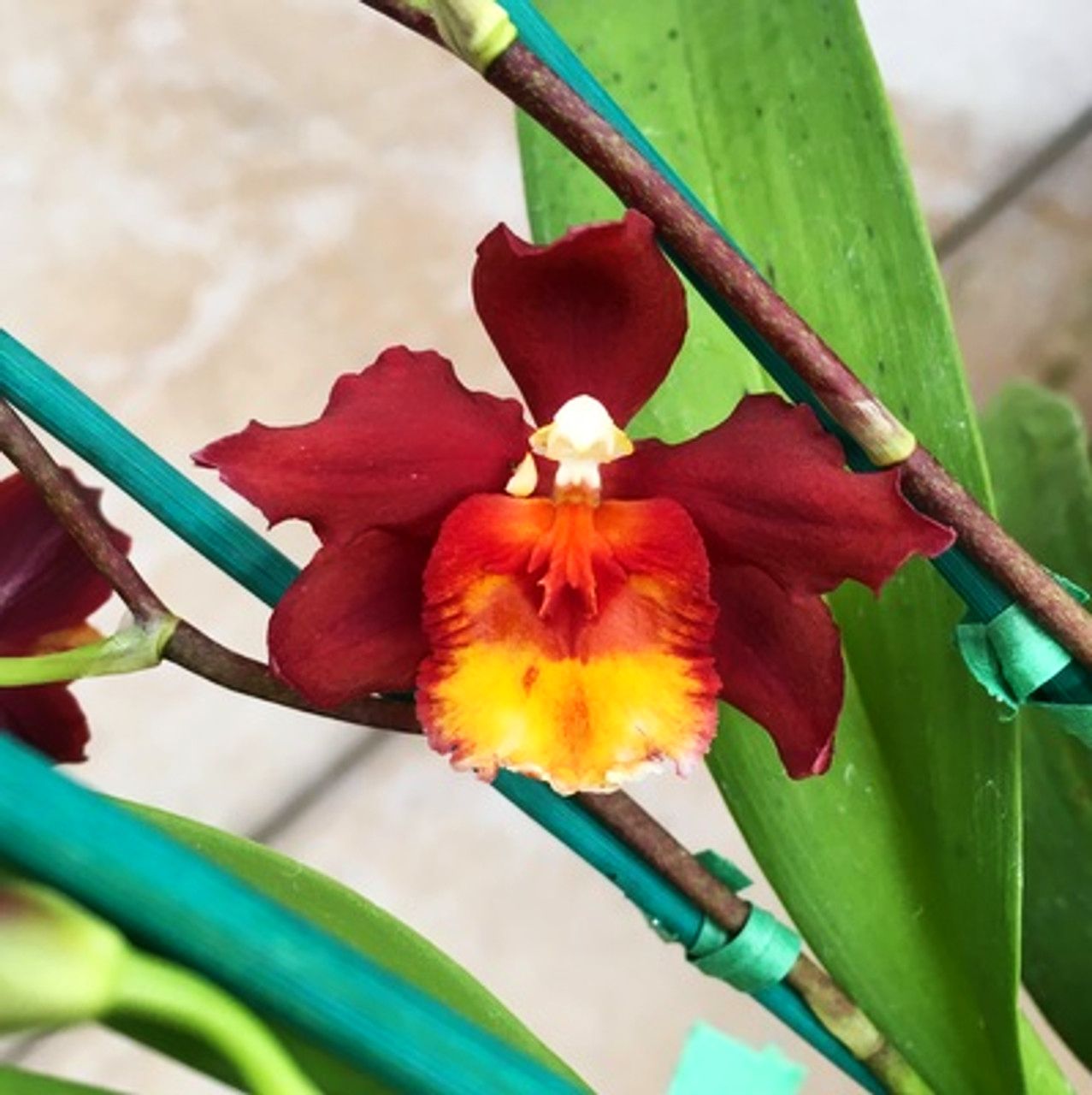 Onc. Warm Memories 'Wild Fire'