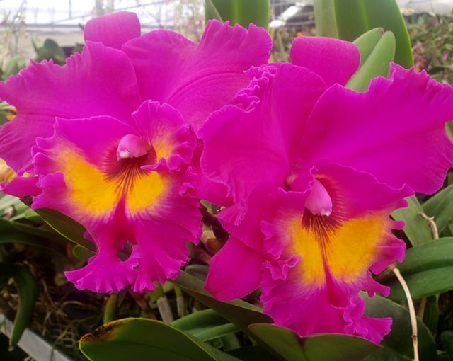Blc. Yoko Kilbourne 'Hawaii'