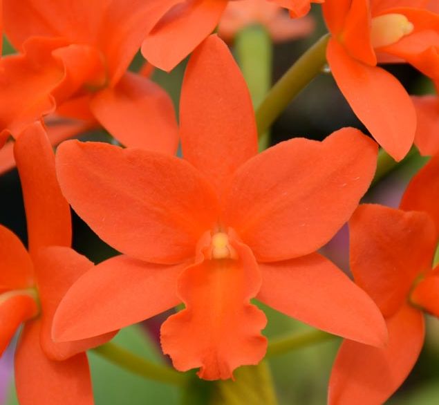 Epi. magnoliae x Rth. Young-Min Orange