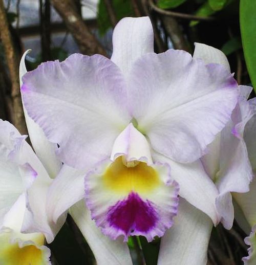 Lc. Pure Soul 'Yutaka Morimoto'