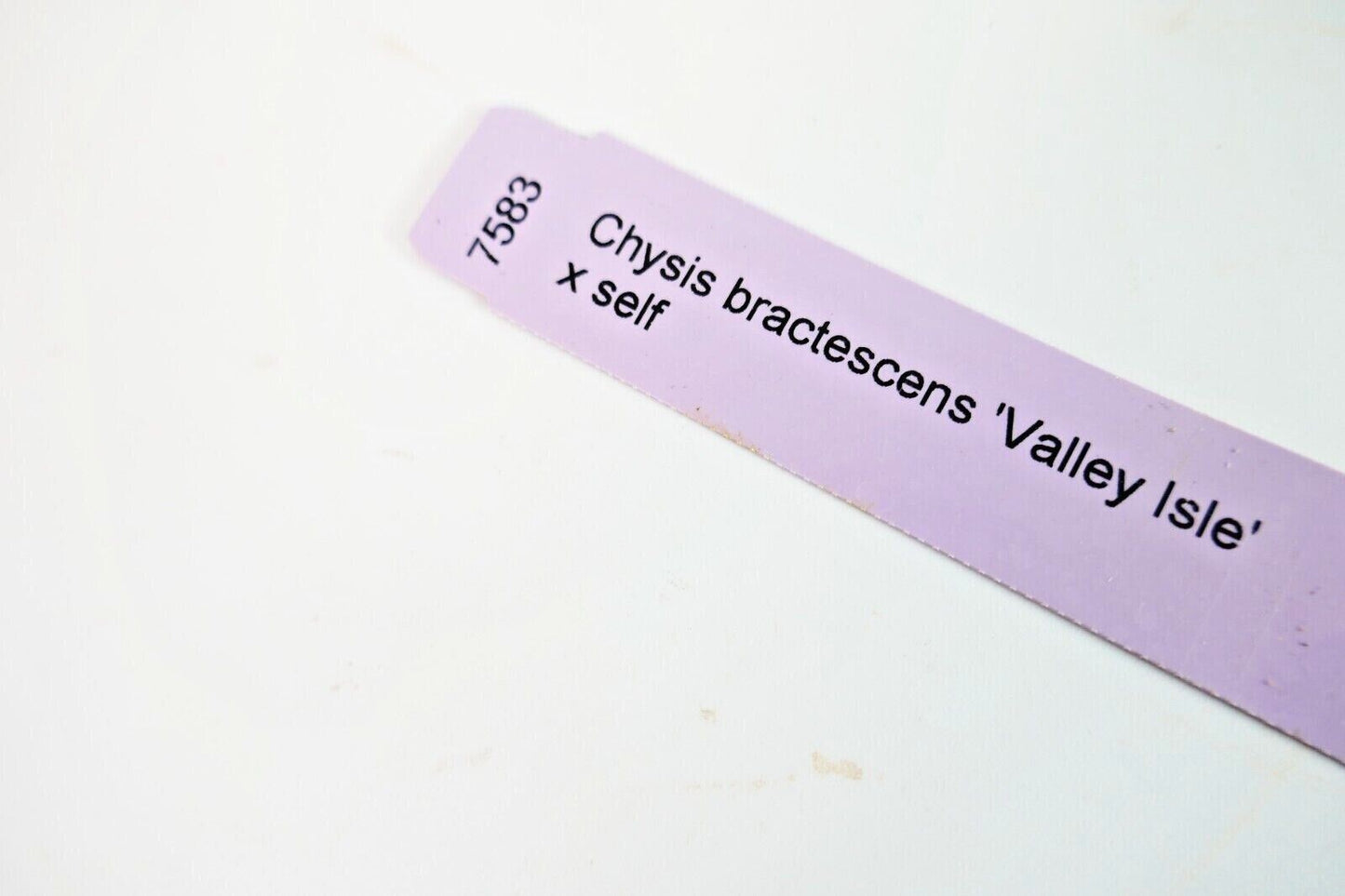 Chysis bractescens 'Valley Isle' x self