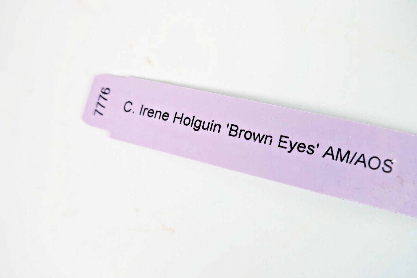 Cattleya Irene Holguin 'Brown Eyes'