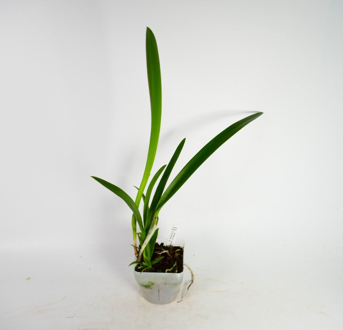 Bl. Morning Glory (B. nodosa 4N x C purpurata 4N)