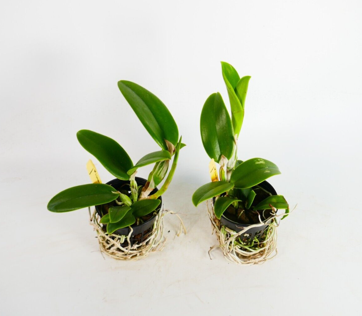 C. Corrupta (praestans alba x violacea flamea)