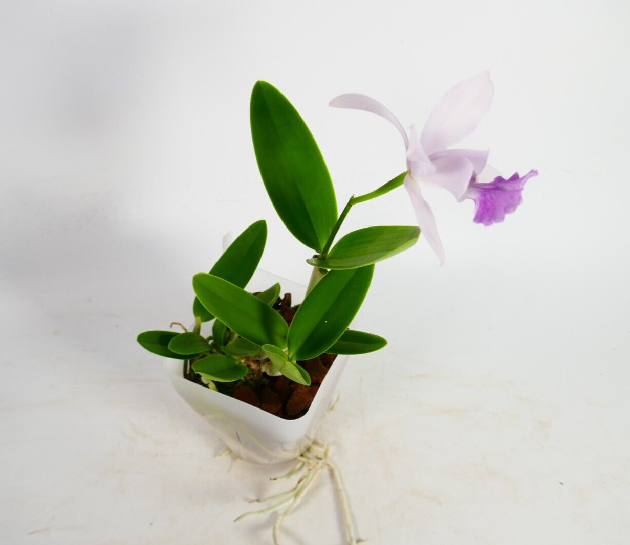 C. walkeriana 'Midnight Blue' x intermedia 'Blue'