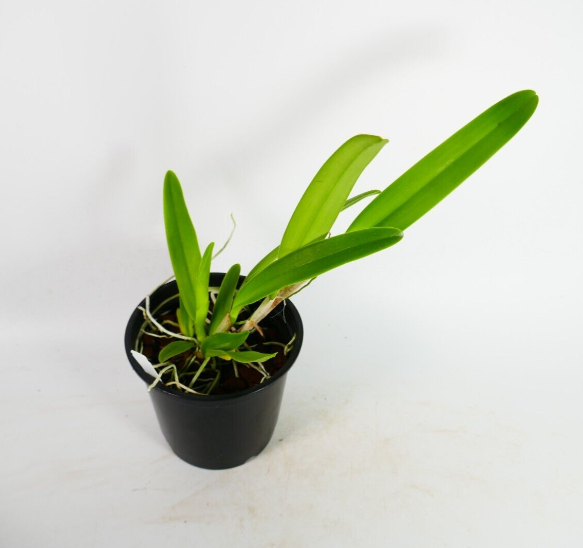 C. warscewiczii v. coerulea x sib