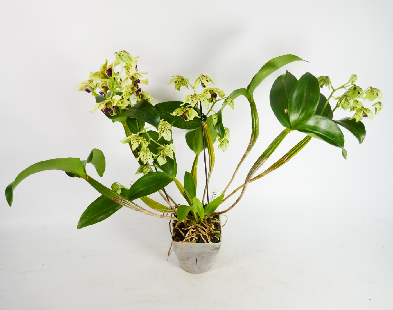 Dendrobium Little Norman