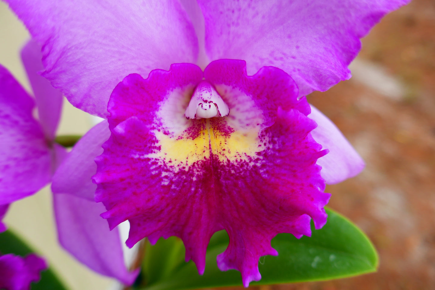 Pot. Hsinying Pink Doll 'Hsinying'