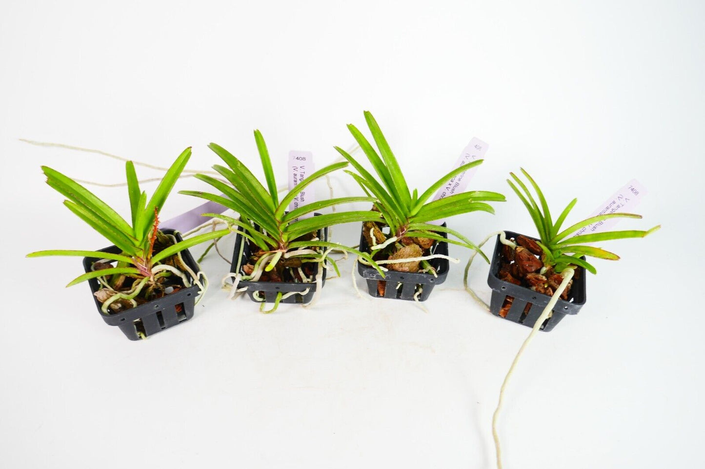 V. Tangerine Blush (aurantiaca x christenssoniana)