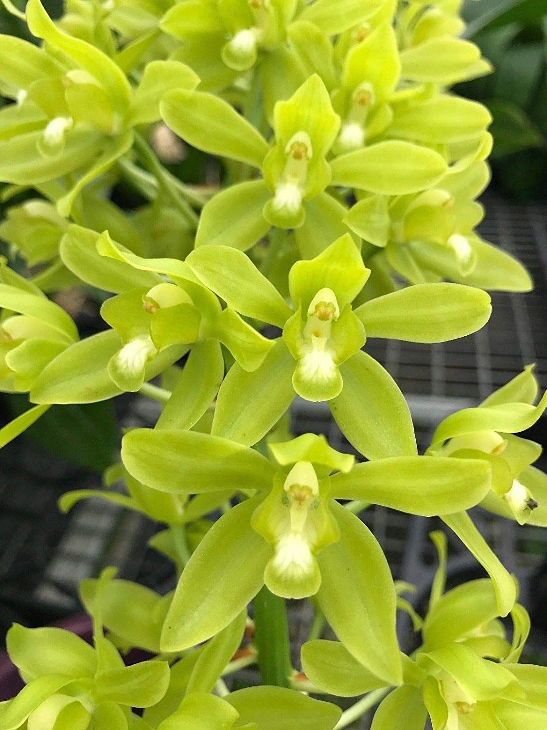 Gram. scriptum var. citrinum 'Hihimanu'
