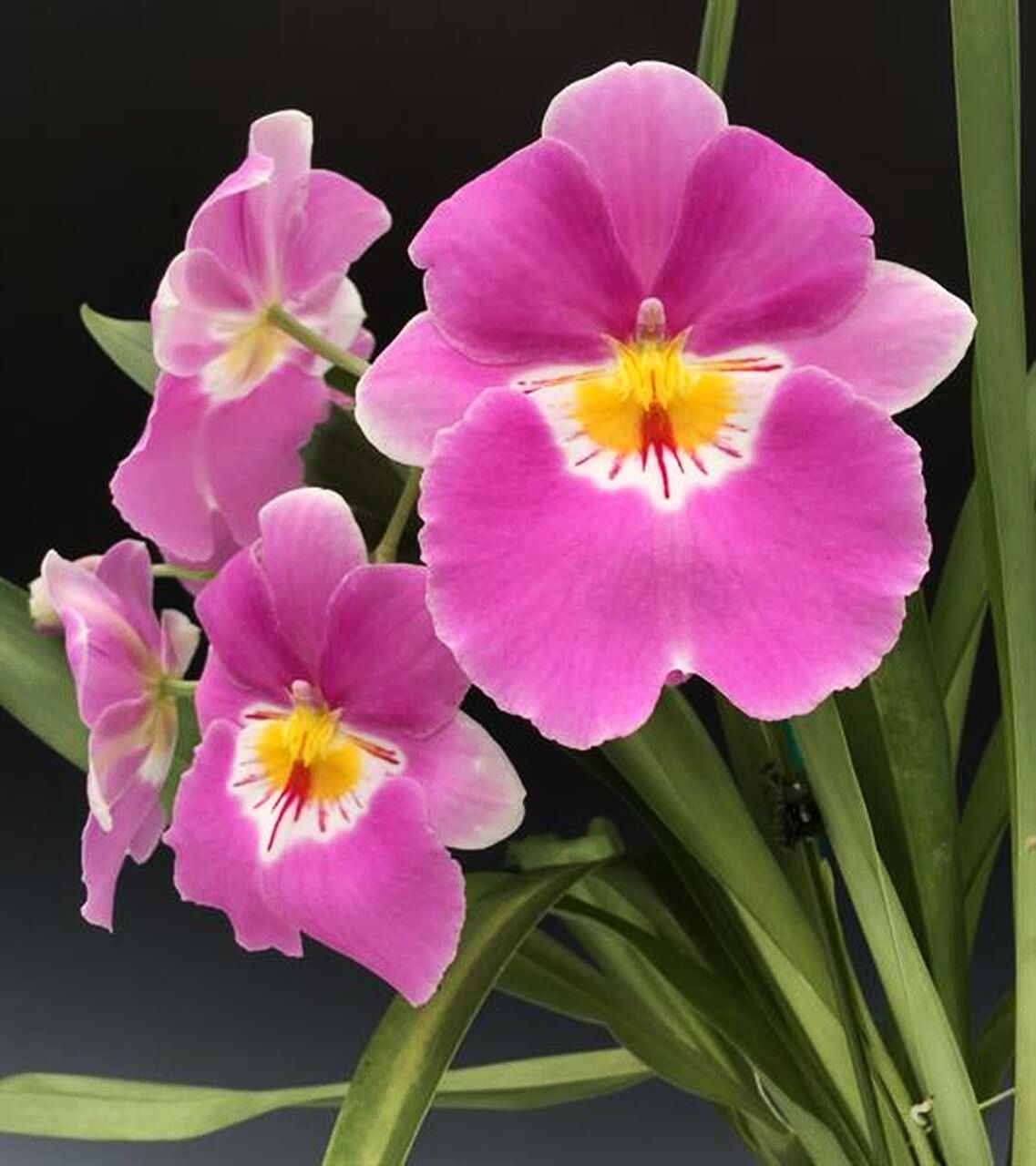 Miltoniopsis Linda Lingle