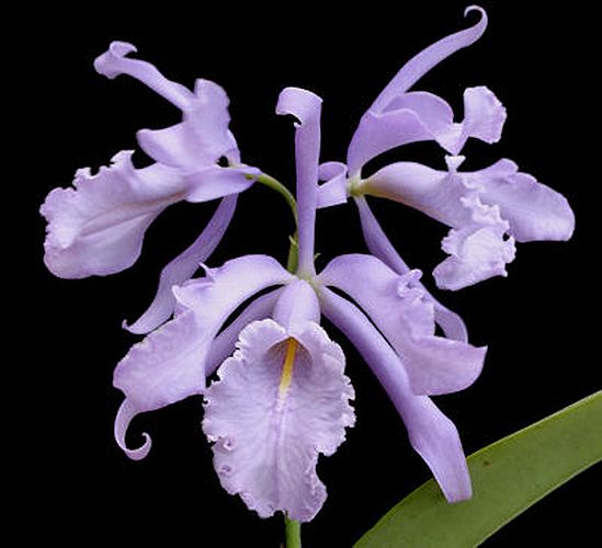 warscewiczii coerulea x maxima coerulea