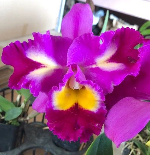 Pot. Rep Clift Tsuji 'Hawaii'