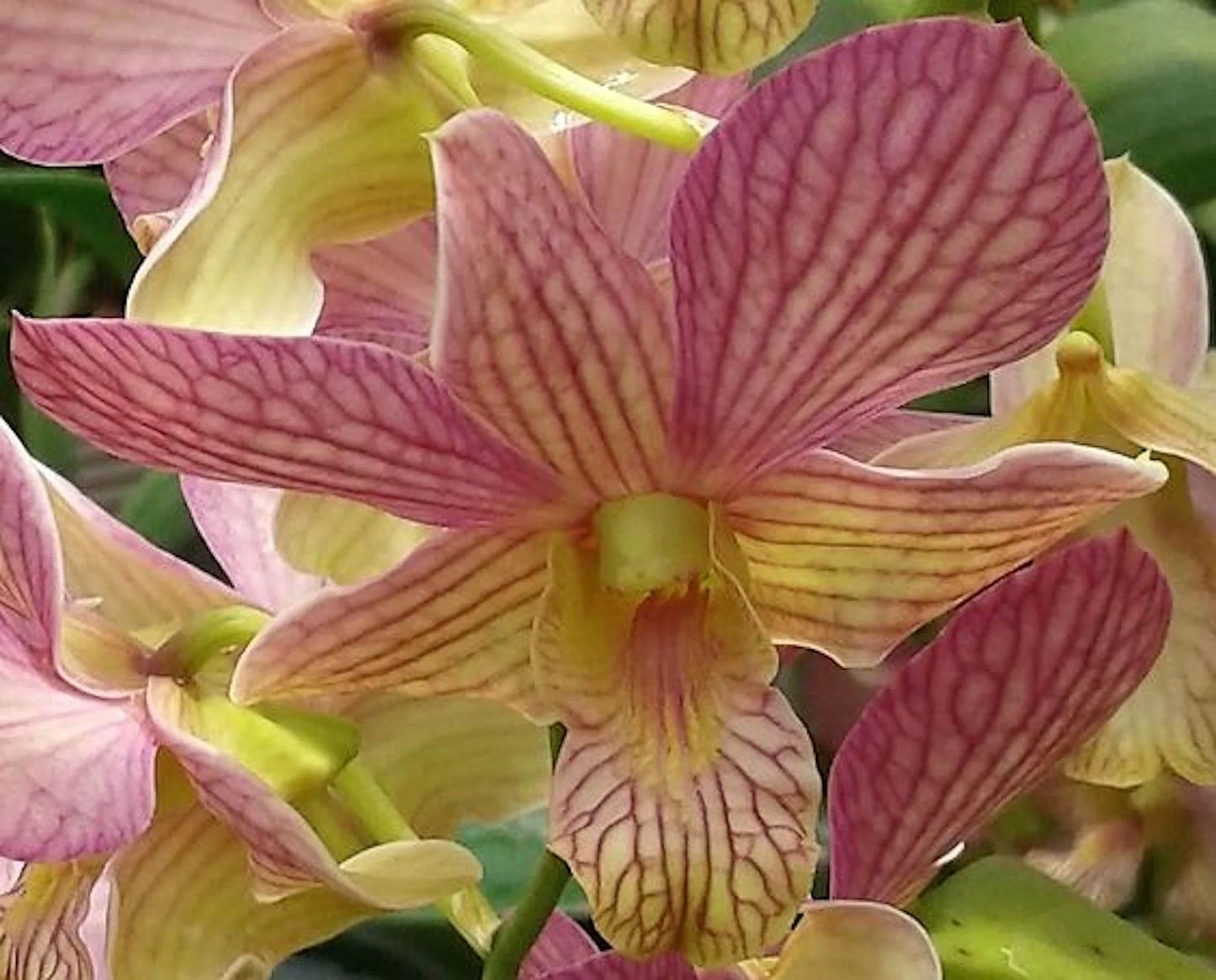 Den (Thongchai Gold x Candy Stripe)