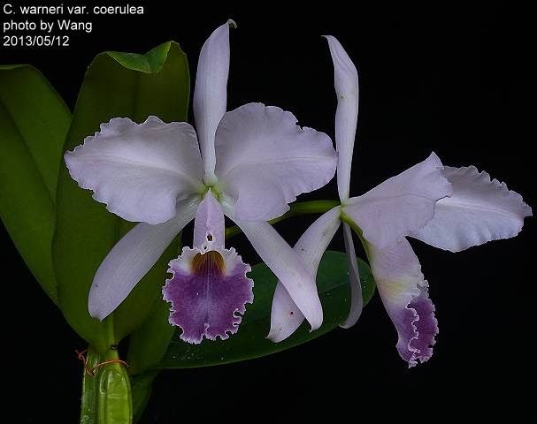 warscewiczii coerulea x maxima coerulea