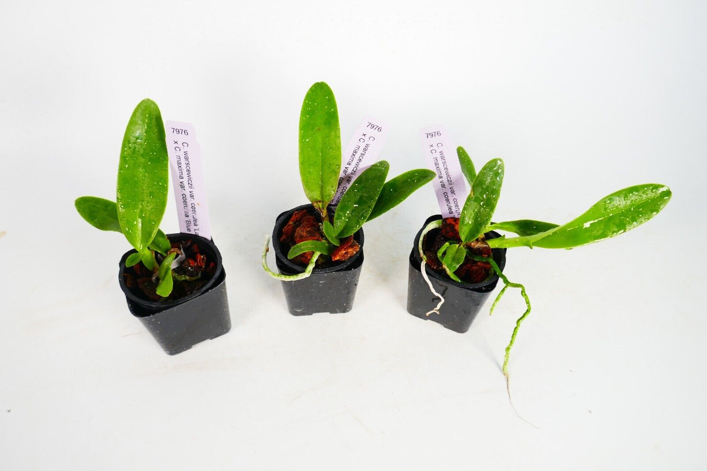 warscewiczii coerulea x maxima coerulea