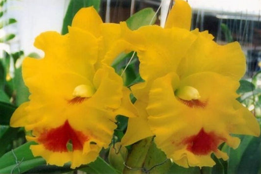 Rlc. Chomthong Delight 'Smile Lip'