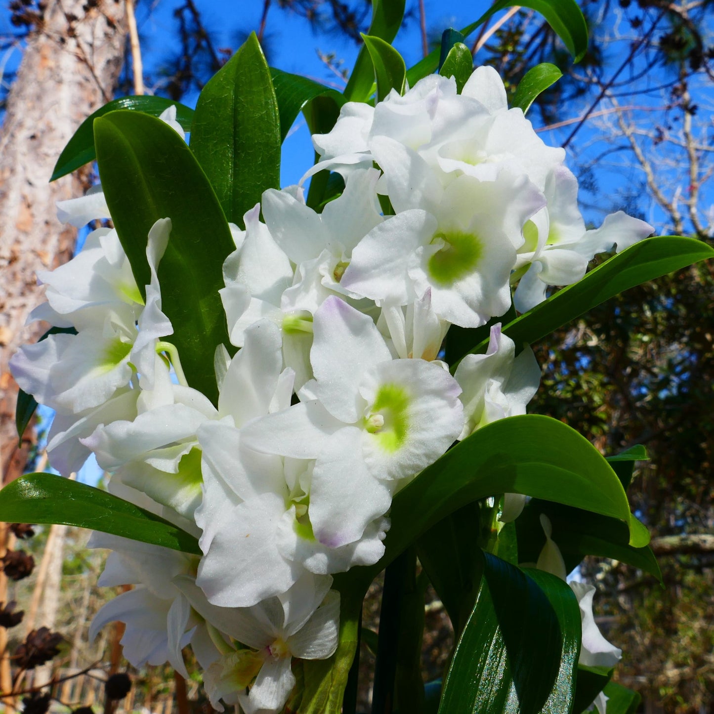 Den. Spring Dream 'Apollon'