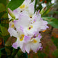 Den. Fancy Angel 'Lychee'