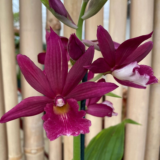 Phaiocalanthe Kryptonite 'Parkside'