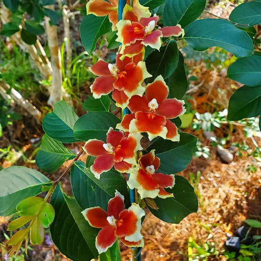 Oip. Crimson Pride 'MAC136'